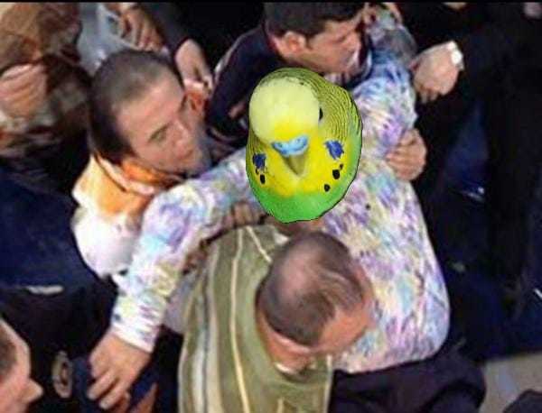 Muhabbet Kuşu Hangi Meyveleri Yer?