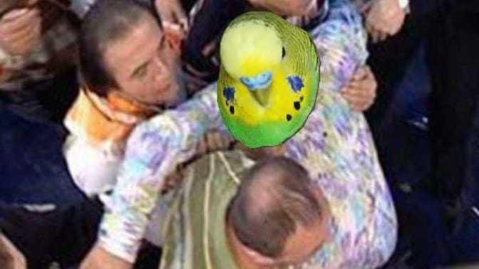 Muhabbet Kuşu Hangi Meyveleri Yer?