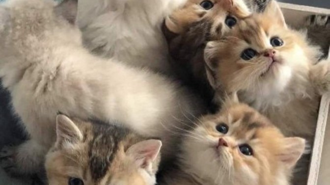 Biri zilinizi çalıp kapının önünde bunları bıraksa ne yaparsınız?