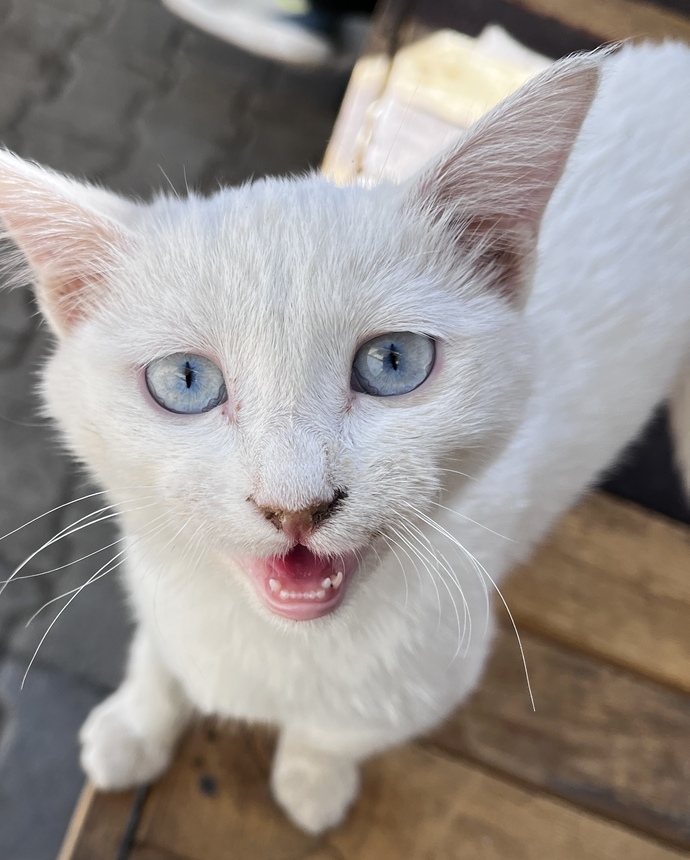 Bir kedi almak istiyorum, hangi cins almalıyım?