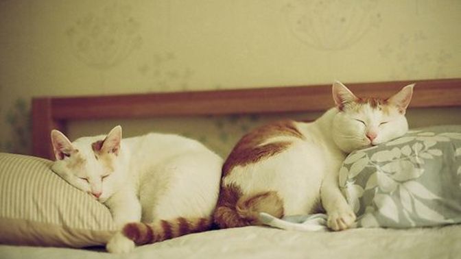 Evde iki kedim var, üçüncü bir kedi sahiplenmeli miyim?