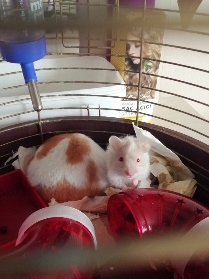 Hamster besler misiniz?