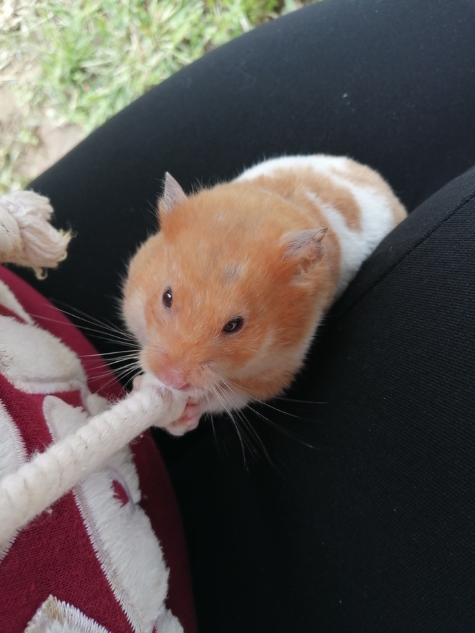 Hamster besler misiniz?
