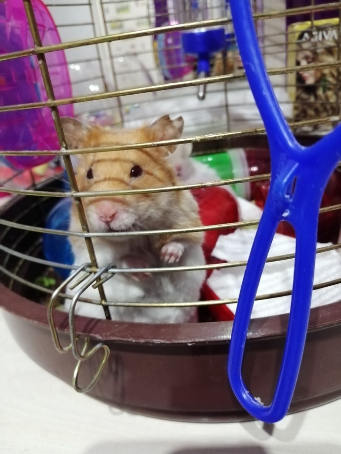 Hamster besler misiniz?