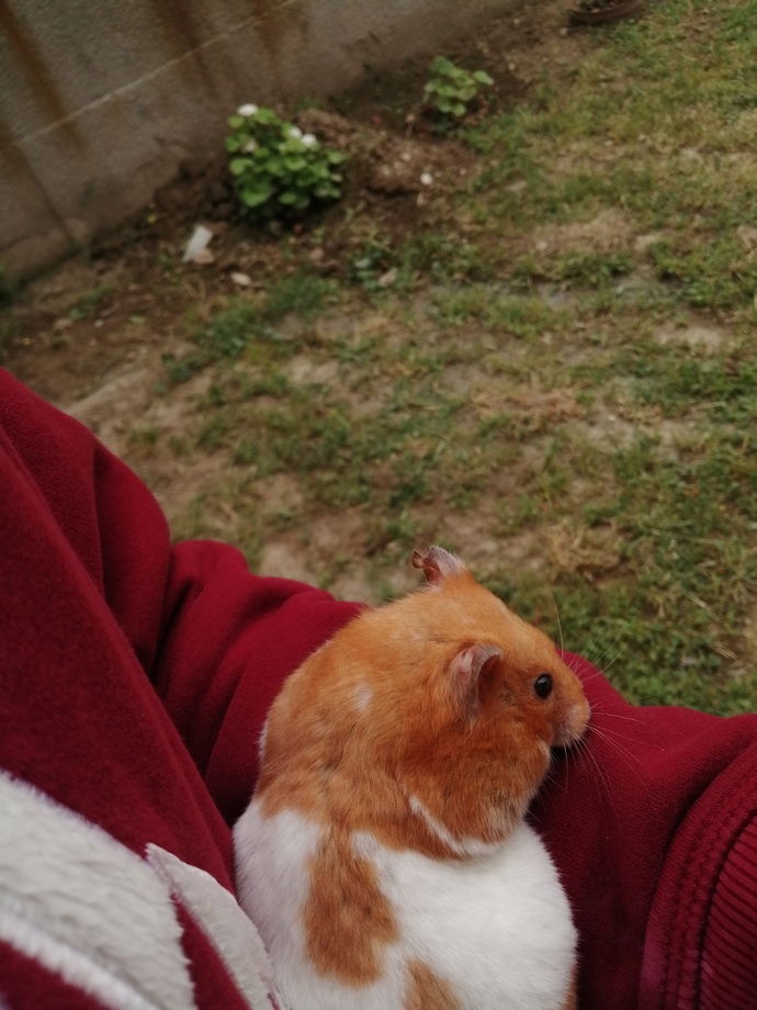 Hamster besler misiniz?