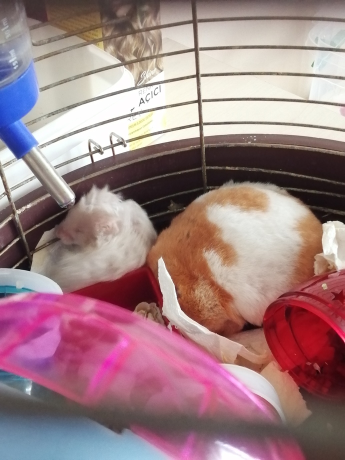 Hamster besler misiniz?