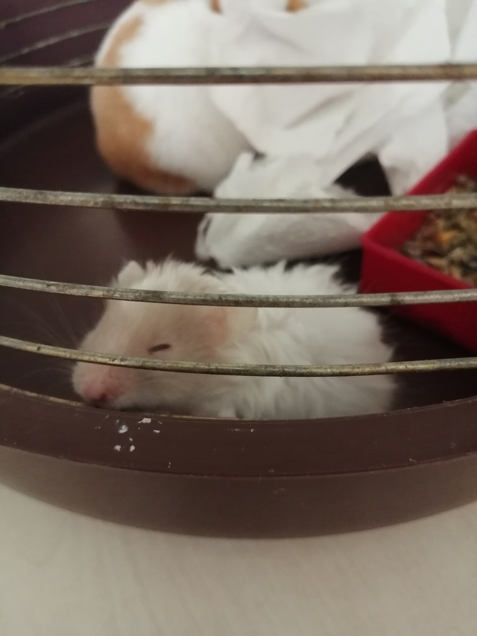 Hamster besler misiniz?