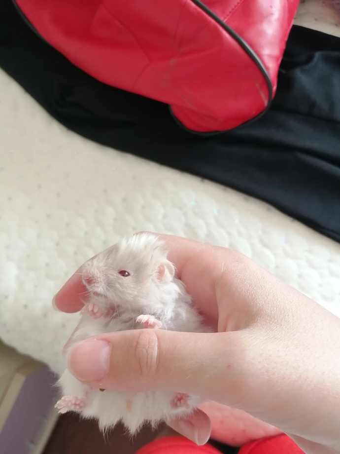 Hamster besler misiniz?