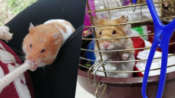 Hamster besler misiniz?