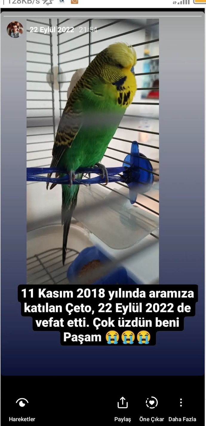 Evcil hayvanınız var mı?