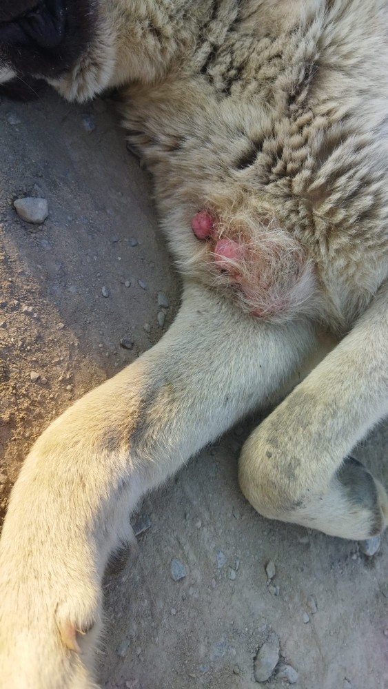 Bu ne hastalığıdır, yolda bir köpekte gördüm?