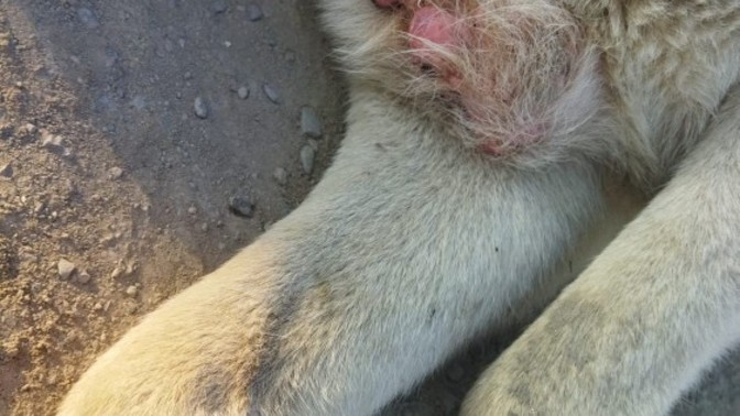 Bu ne hastalığıdır, yolda bir köpekte gördüm?