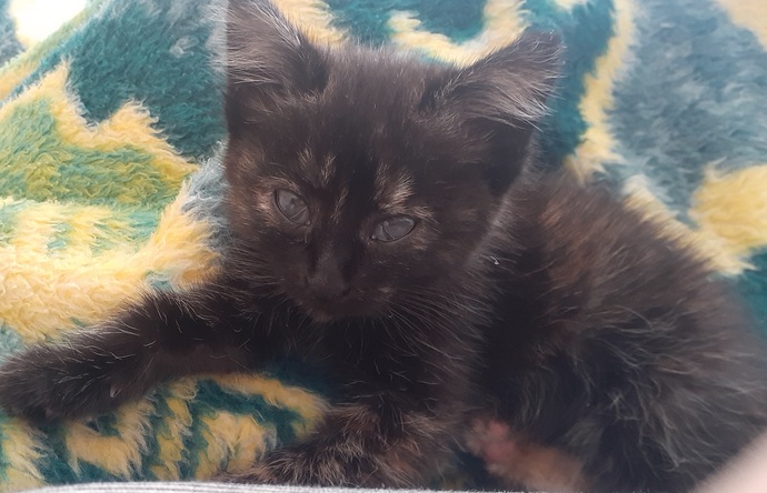 Evimin bahçesinde yavru kedi buldum annesi yoktu almak zorunda kaldim ama nasil bakcagimi bilmiyorum ne yer bu?