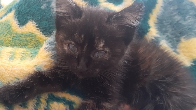 Evimin bahçesinde yavru kedi buldum annesi yoktu almak zorunda kaldim ama nasil bakcagimi bilmiyorum ne yer bu?