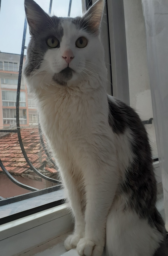Bu kedinin cinsi ne öğrenmek istiyorum bilgisi olan yardımcı olabilir mi?