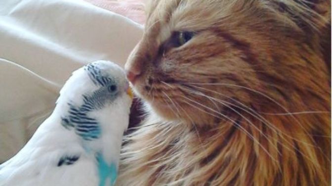 Evde kuş mu beslersiniz, kedi mi?