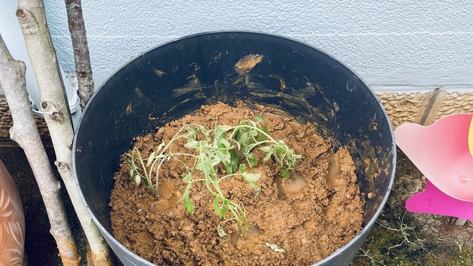 Hobi amaçlı domates 🍅 fidesi ektim, seninde var mı böyle hobilerin? Varsa neler?
