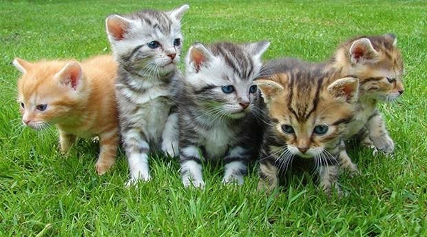 Kedi sahipleneceğim arkadaşımda hem dişi hem de erkek kedi var hangisini almam daha mantıklı?