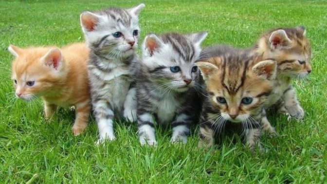 Kedi sahipleneceğim arkadaşımda hem dişi hem de erkek kedi var hangisini almam daha mantıklı?