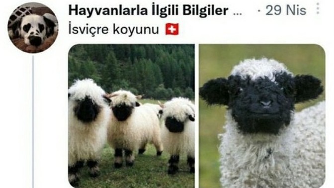 Hangi ülkede yaşamak istersiniz?