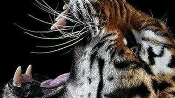 Sinirlenince bakışların sert mi olur yoksa tatlı mı?