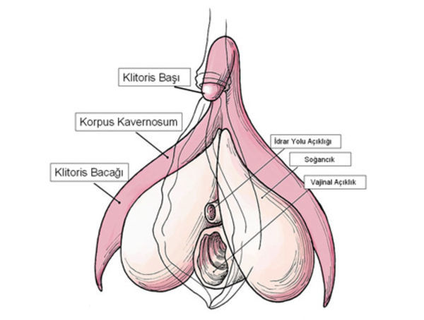 Klitoris ne demek?