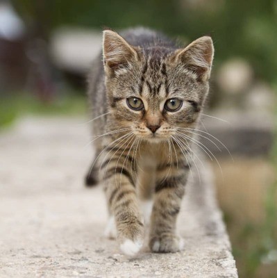 Büyük erkek kedi yavru kediye zarar verir mi?