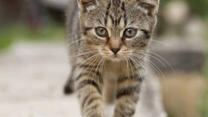 Büyük erkek kedi yavru kediye zarar verir mi?