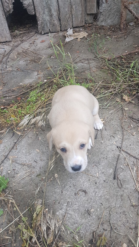 Kedici misin köpekçi mi?