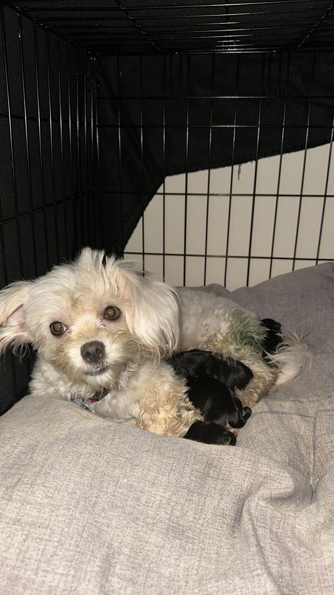 Ablamın köpeği doğum yaptı, ne kadar süre sonra eve alıp sevebiliriz?