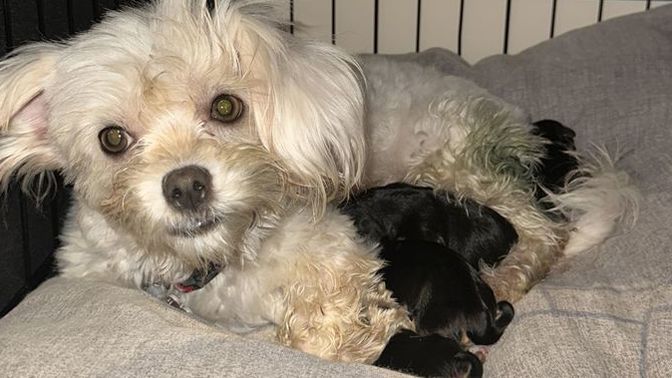 Ablamın köpeği doğum yaptı, ne kadar süre sonra eve alıp sevebiliriz?