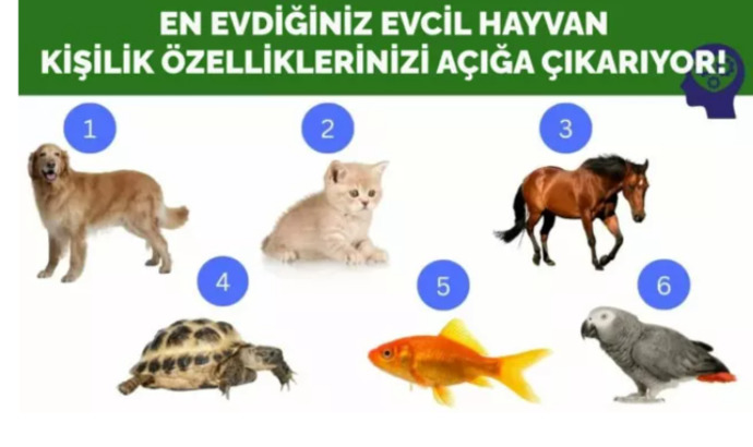 En sevdiğiniz hayvan kişilik özelliklerinizi belirliyor! Seçtiğiniz hayvana göre özellikleriniz neler?
