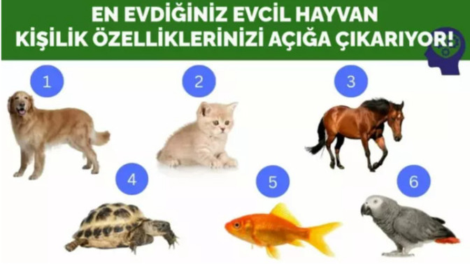 En sevdiğiniz hayvan kişilik özelliklerinizi belirliyor! Seçtiğiniz hayvana göre özellikleriniz neler?