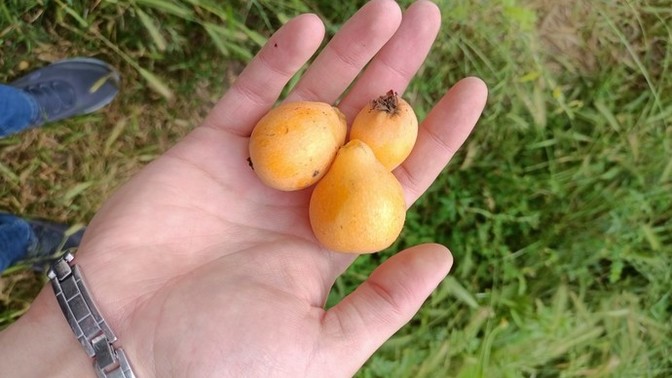 Bu meyvanin ismini bilen var mi veee seviyor musunuz?