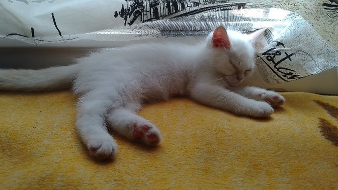 Kedi sahiplendim, nasıl?