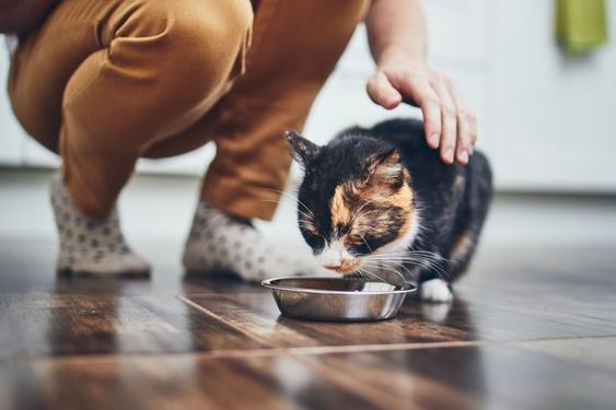Kedi ve köpek mamalarına %30 zam geldi.