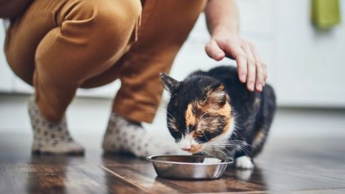 Kedi ve köpek mamalarına %30 zam geldi. Zamlara önlem olarak mama stoğu yapıyor musunuz?