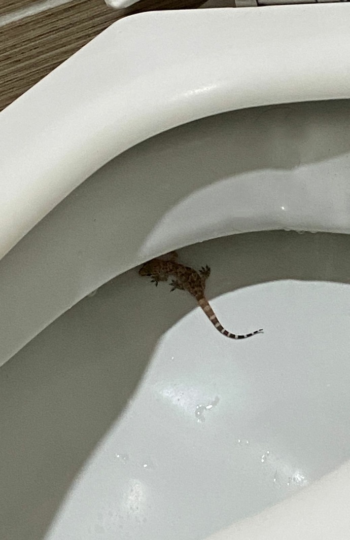 Nerden çıktı bu ya yardım edin ne yapıcam?