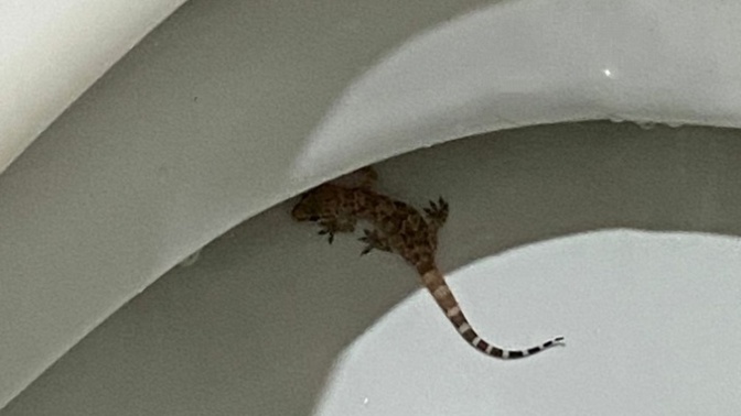 Nerden çıktı bu ya yardım edin ne yapıcam?