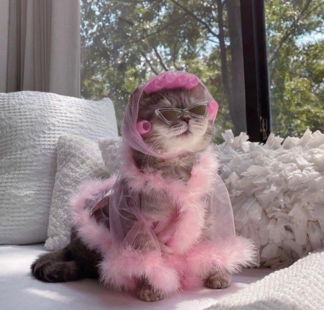 Bir kedi olsaydın sokak kedisi mi olurdun, ev kedisi mi?