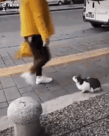 Bir kedi olsaydın sokak kedisi mi olurdun, ev kedisi mi?