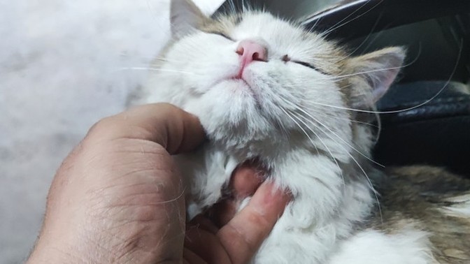 Bir kedi olsaydın sokak kedisi mi olurdun, ev kedisi mi?