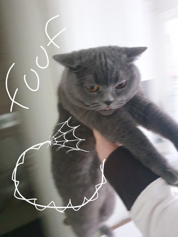 Kedi yakaladım isteyen var mı?