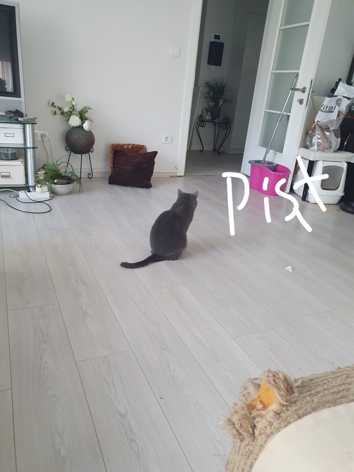 Kedi yakaladım isteyen var mı?