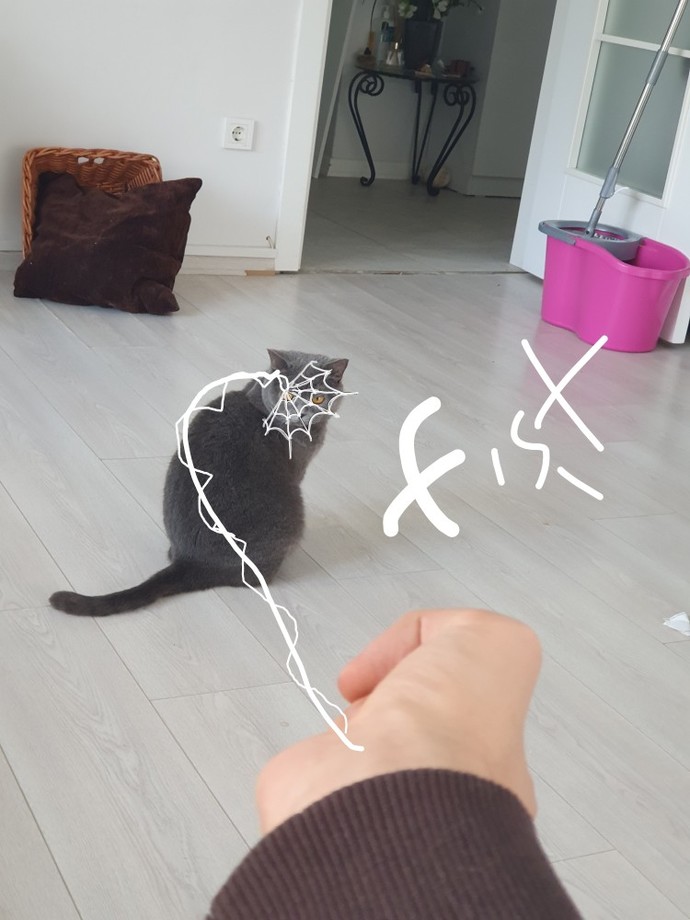 Kedi yakaladım isteyen var mı?