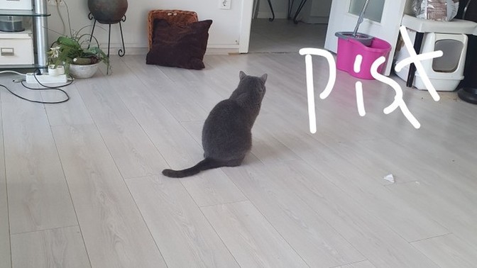 Kedi yakaladım isteyen var mı?