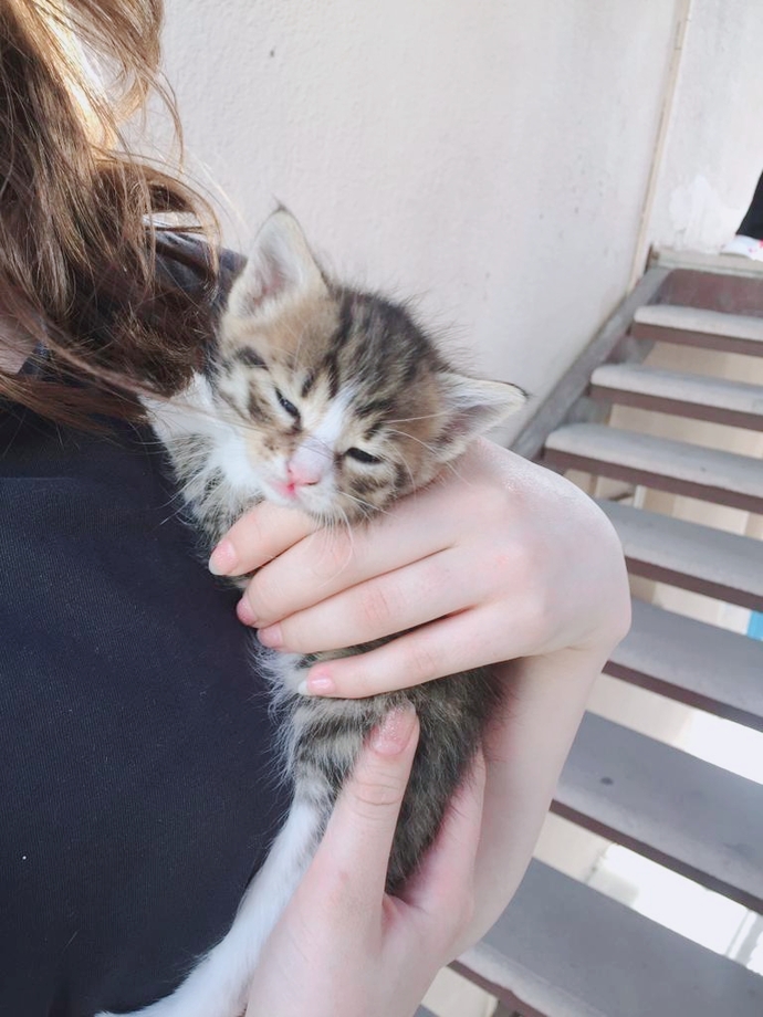Bu hayatta bebek kedilerden daha tatlı ne var?