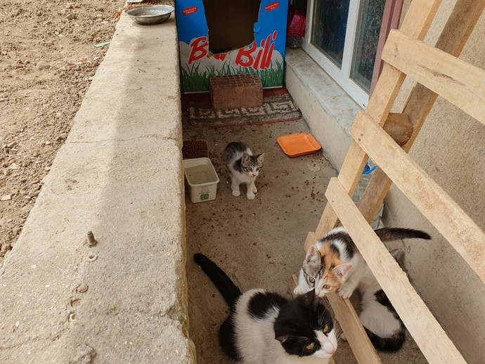 Bu hayatta bebek kedilerden daha tatlı ne var?