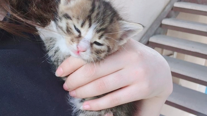 Bu hayatta bebek kedilerden daha tatlı ne var?