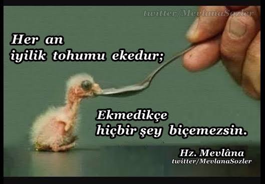 Herseye rağmen bütün olumsuzluklara rağmen iyilik yaparmisin bugün birileri için iyilik yaptinizmi neler yaptınız ben komşu teyzeye yardımcı oldum birde dışarı hayvanlar için su yemek bıraktım ufak ama birileri için bişeyler yapmak bana hep huzur veriyor onca yaşadığım kötülüğe rağmen iyilik yapmaktan hiç birzaman vazgeçmedim